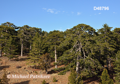 Cyprus Mediterranean forests